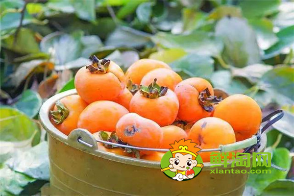 柿子怎么泡更甜更脆,柿子怎么吃好