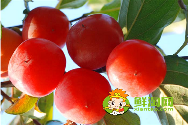 柿子怎么催熟最简单的方法,怎么挑选柿子