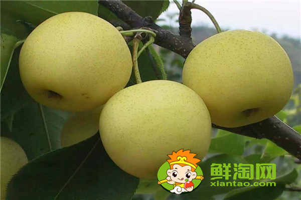 梨汤怎么保存,新鲜的梨子应该怎么保存