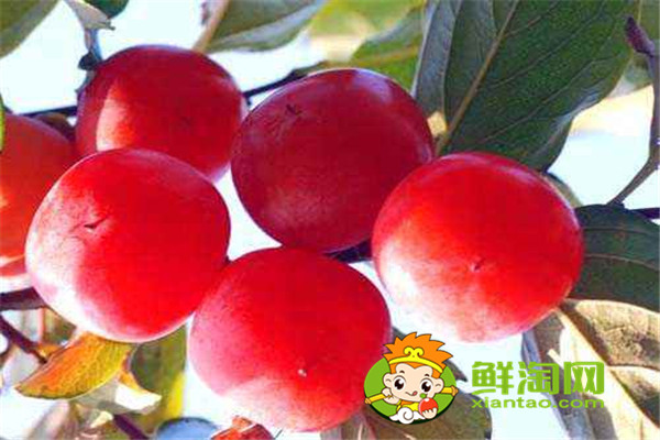 柿子和什么相克,吃柿子有哪些禁忌