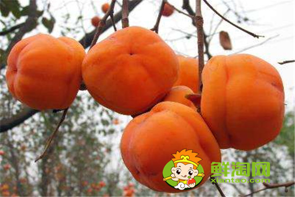 甜柿子吃多了会怎样,买回来的柿子怎么保存