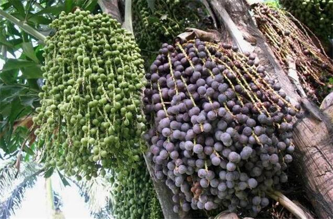 椰子的种类有几种,椰子的种类及图片大全,那种椰子品种更好吃