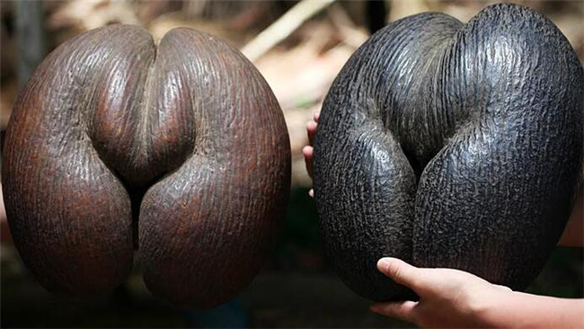 椰子的种类有几种,椰子的种类及图片大全,那种椰子品种更好吃