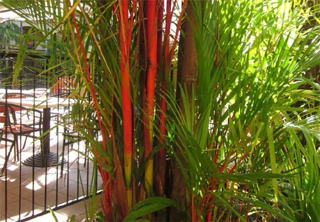 椰子的种类有几种,椰子的种类及图片大全,那种椰子品种更好吃