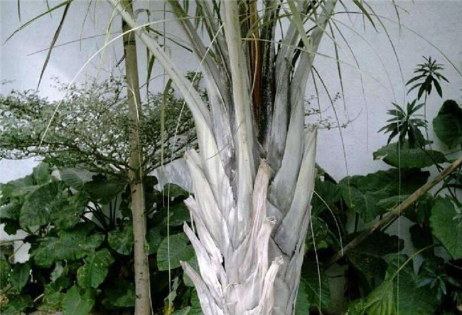 椰子的种类有几种,椰子的种类及图片大全,那种椰子品种更好吃