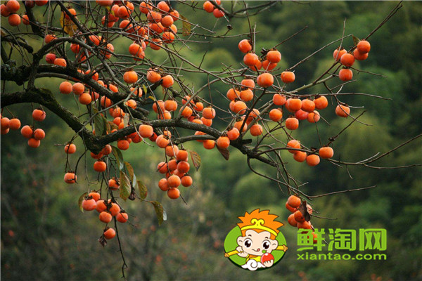 陕西柿子哪里比较有名,什么品种的脆柿子好吃