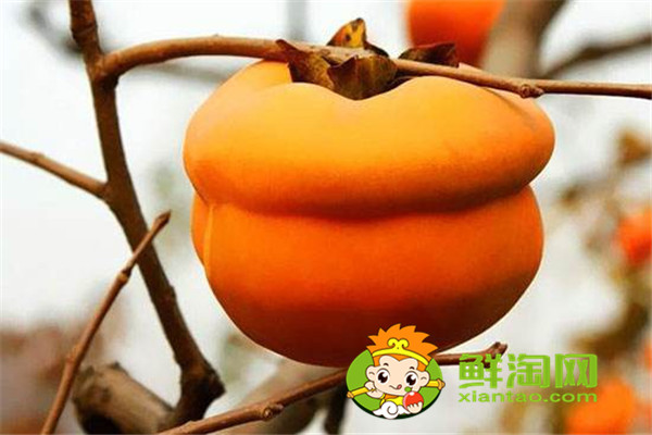 陕西柿子哪里比较有名,什么品种的脆柿子好吃