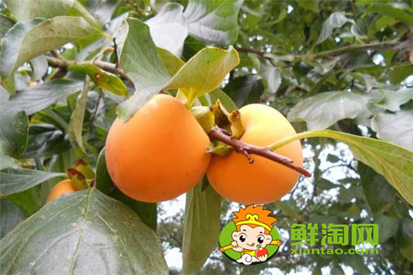 陕西柿子哪里比较有名,什么品种的脆柿子好吃