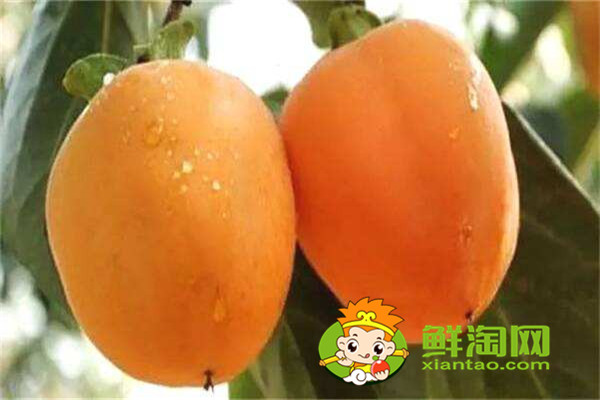 陕西柿子哪里比较有名,什么品种的脆柿子好吃