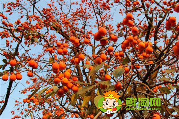 陕西柿子哪里比较有名,什么品种的脆柿子好吃