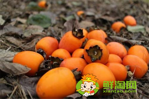 柿子都有哪些吃法,硬柿子怎么催熟最快