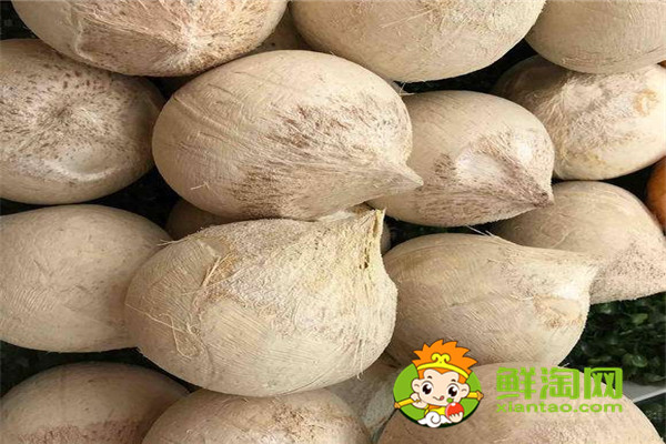 海南冬天有椰子吗,哪种椰子最好喝