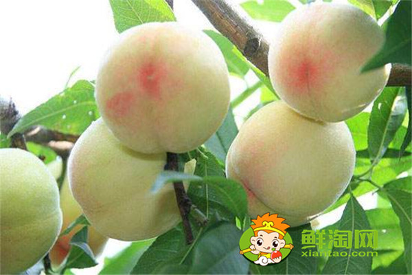 冬桃是哪里的特产,桃子应该怎么保存