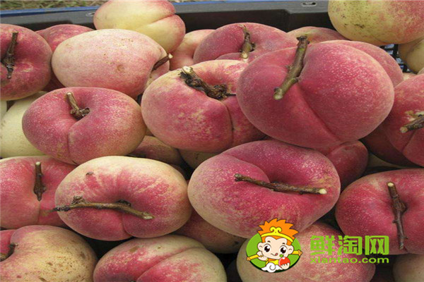 冬桃是哪里的特产,桃子应该怎么保存