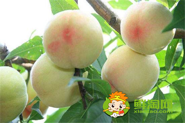 冬天有没有桃子吃,冬桃品种哪个好
