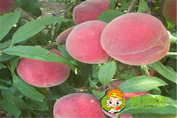 冬桃是脆的还是软的,冬桃的功效的和作用