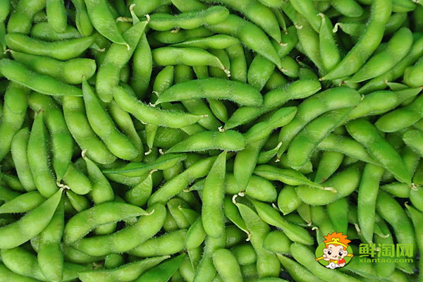 毛豆是什么季节的,毛豆是春末夏初的蔬菜