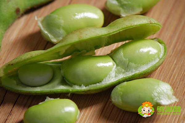 毛豆是蔬菜吗,毛豆属于大豆类