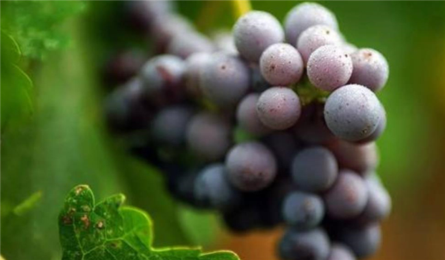 降脂最快的十种食物,脂肪最怕的十种蔬菜