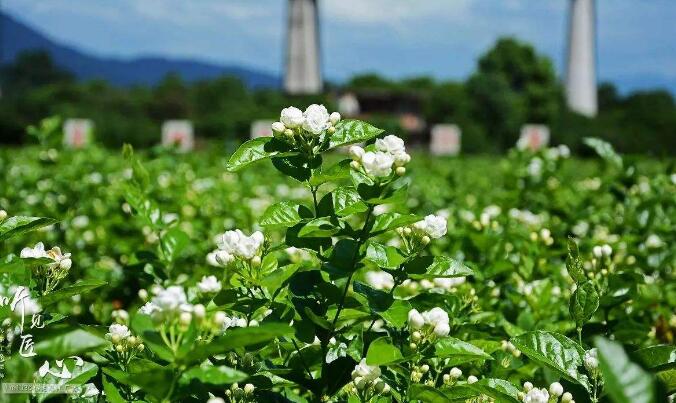 女性寒性体质喝什么茶,女性体寒易上火适合喝什么茶