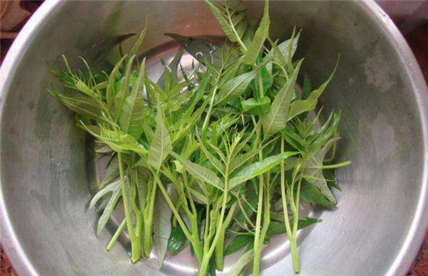 香椿要不要焯水,香椿忘记焯水会中毒吗