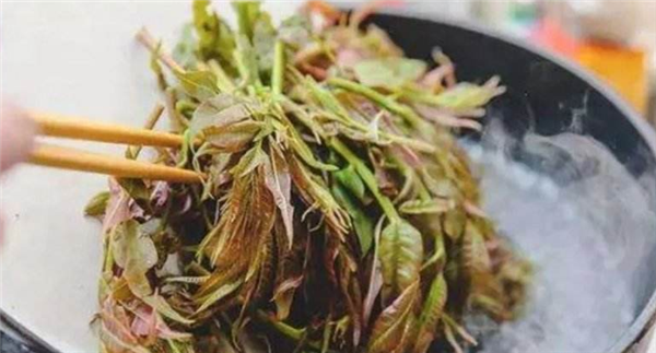 香椿要不要焯水,香椿忘记焯水会中毒吗