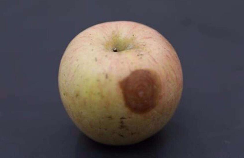 苹果烂了一小块割掉还能吃吗