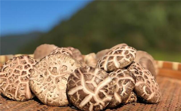 冬季养生必吃十种食物,冬天适合吃什么养生食物